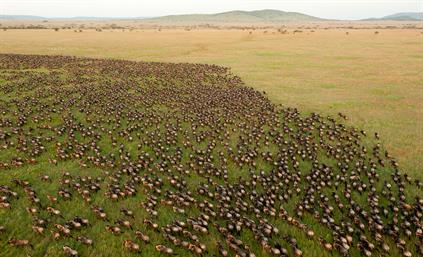 Wildebeest_Migration_in_Serengeti_National_Park,_Tanzania.jpg