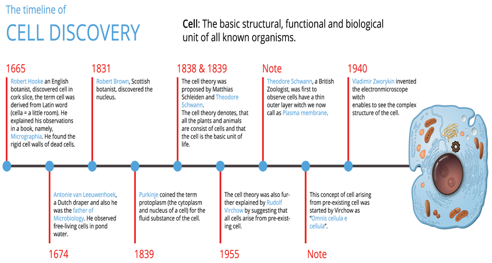 the history of cell biology worksheet