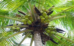 coconut-palm-.jpg