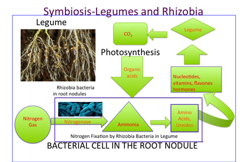Symbiosis_in_Root_Nodules.png