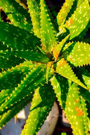 Aloe-Barbadensis-Miller-Aloe-Vera-Plant-Leaves-6494483.jpg