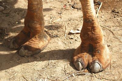 Camel-toe.jpg
