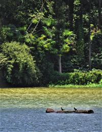Two-Birds-Sitting-on-a-Wooden-Log-floating-on-the-lake-51745-pixahive.jpg